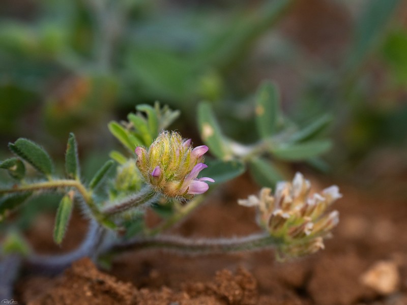 Astragalus echinatus photo 5