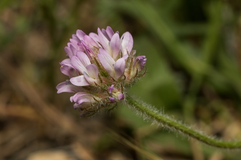 Astragalus echinatus photo 6