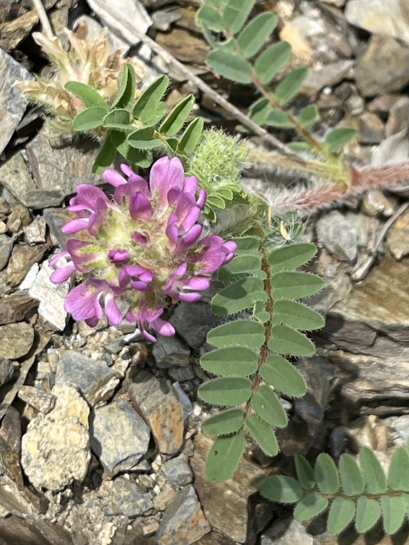 Astragalus echinatus photo 7