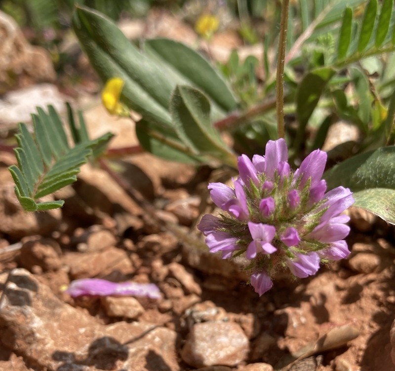 Astragalus echinatus photo 8