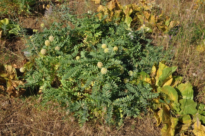 Astragalus echinops