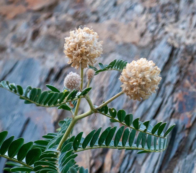 Astragalus echinops photo 4
