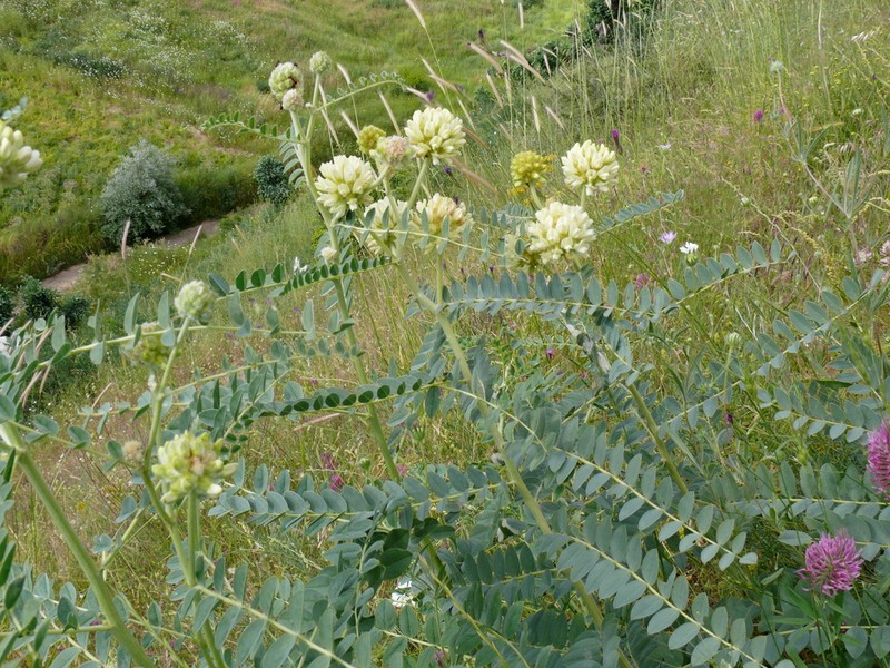 Astragalus echinops photo 5