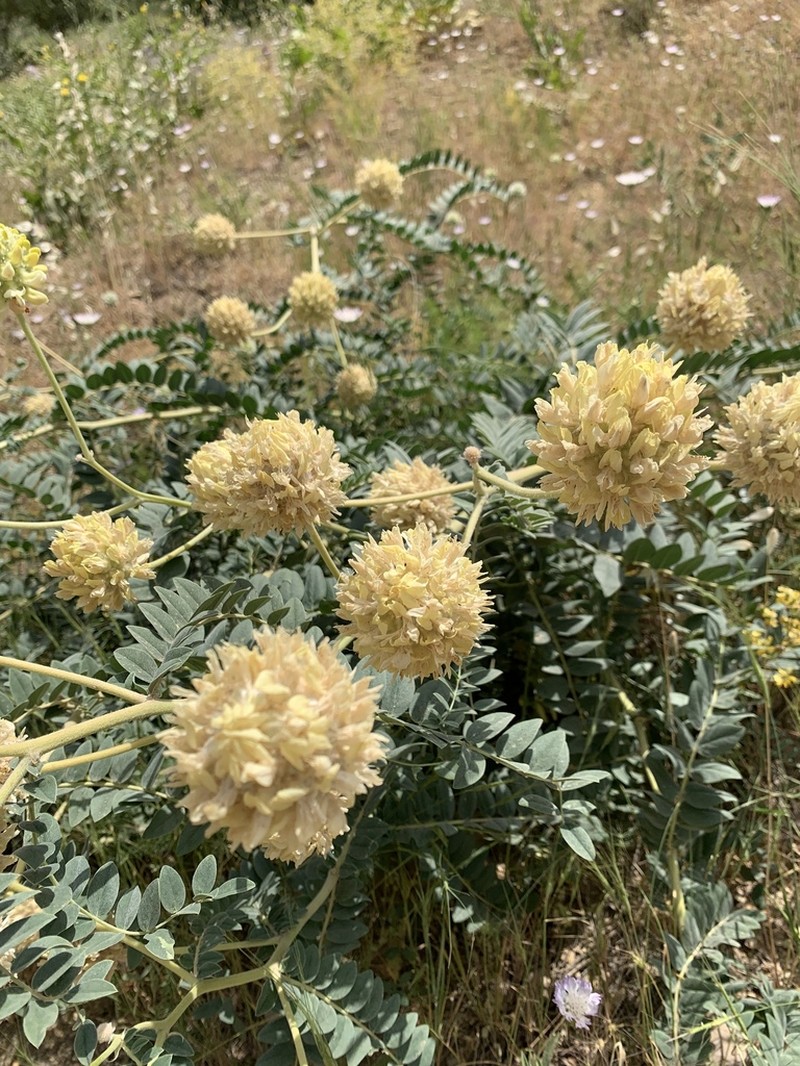 Astragalus echinops photo 6