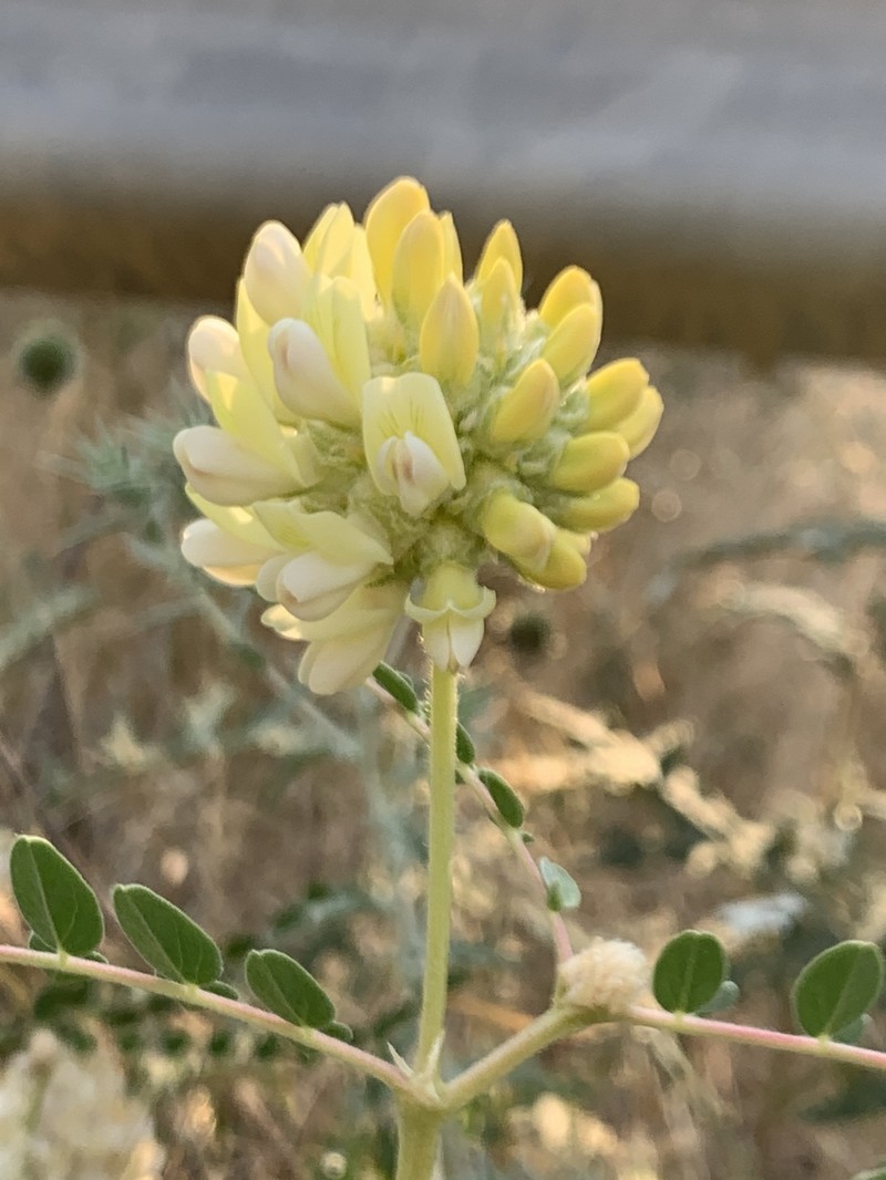 Astragalus echinops photo 7