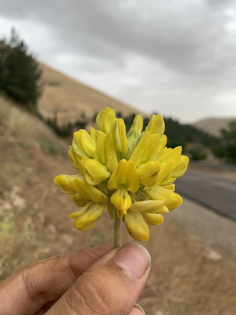 Astragalus echinops photo 8