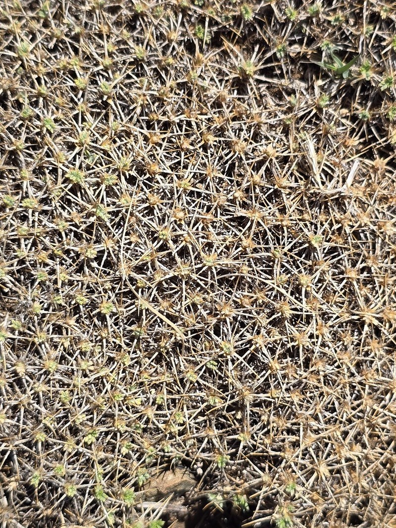 Astragalus echinus
