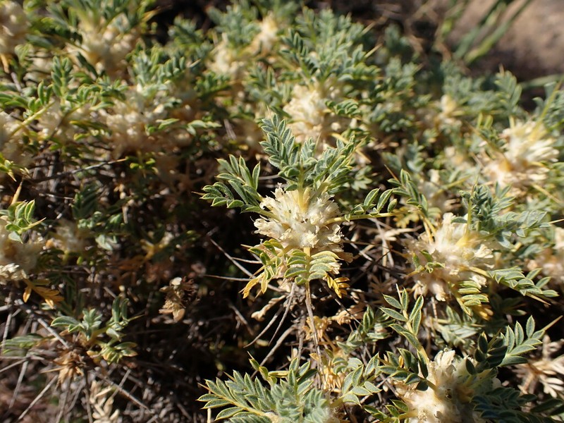 Astragalus echinus photo 2