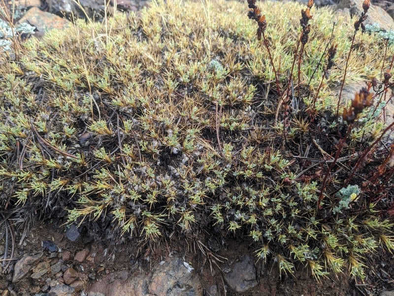Astragalus echinus photo 3