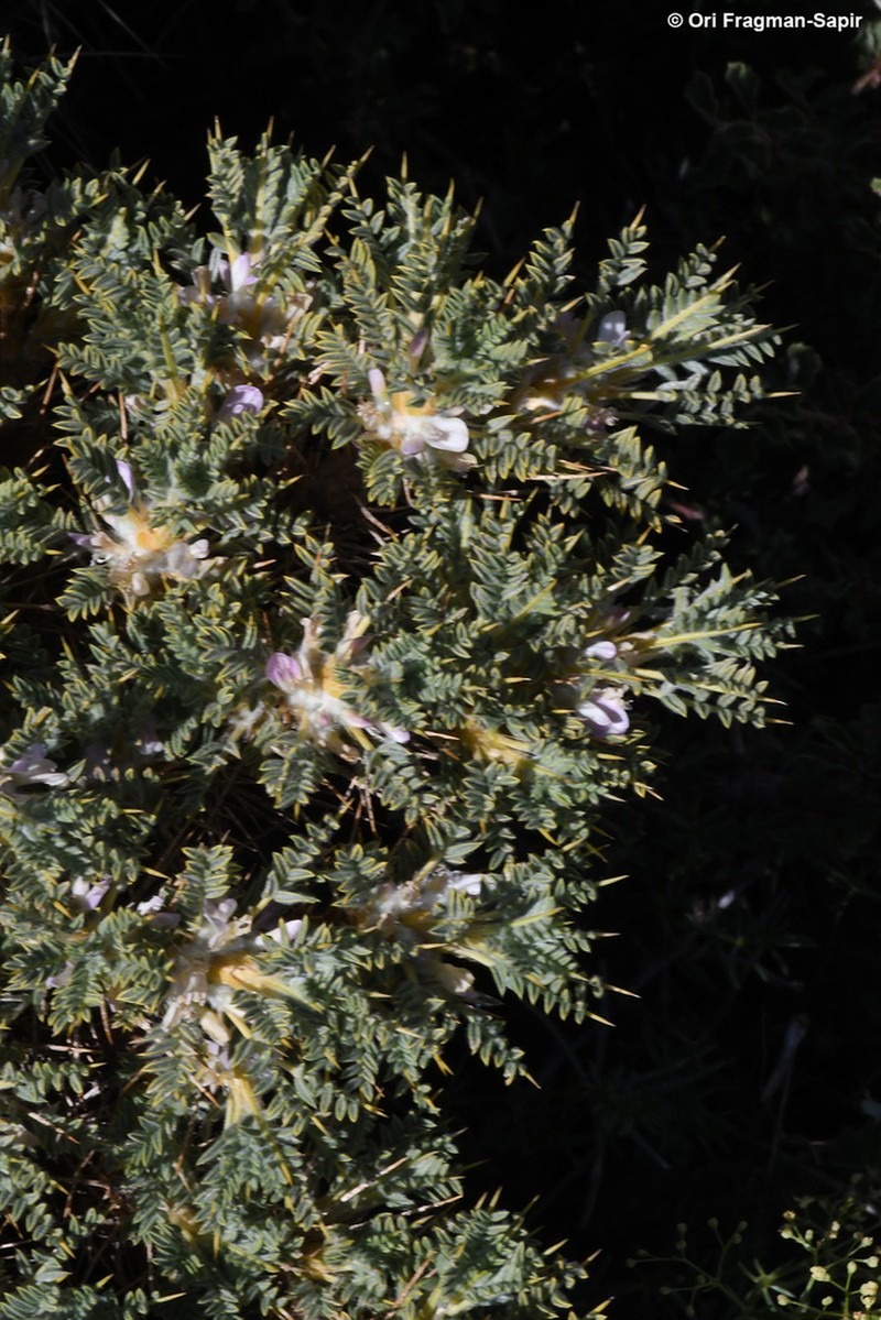 Astragalus echinus photo 4