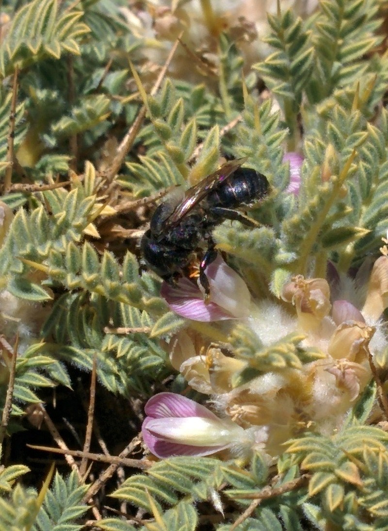 Astragalus echinus photo 5