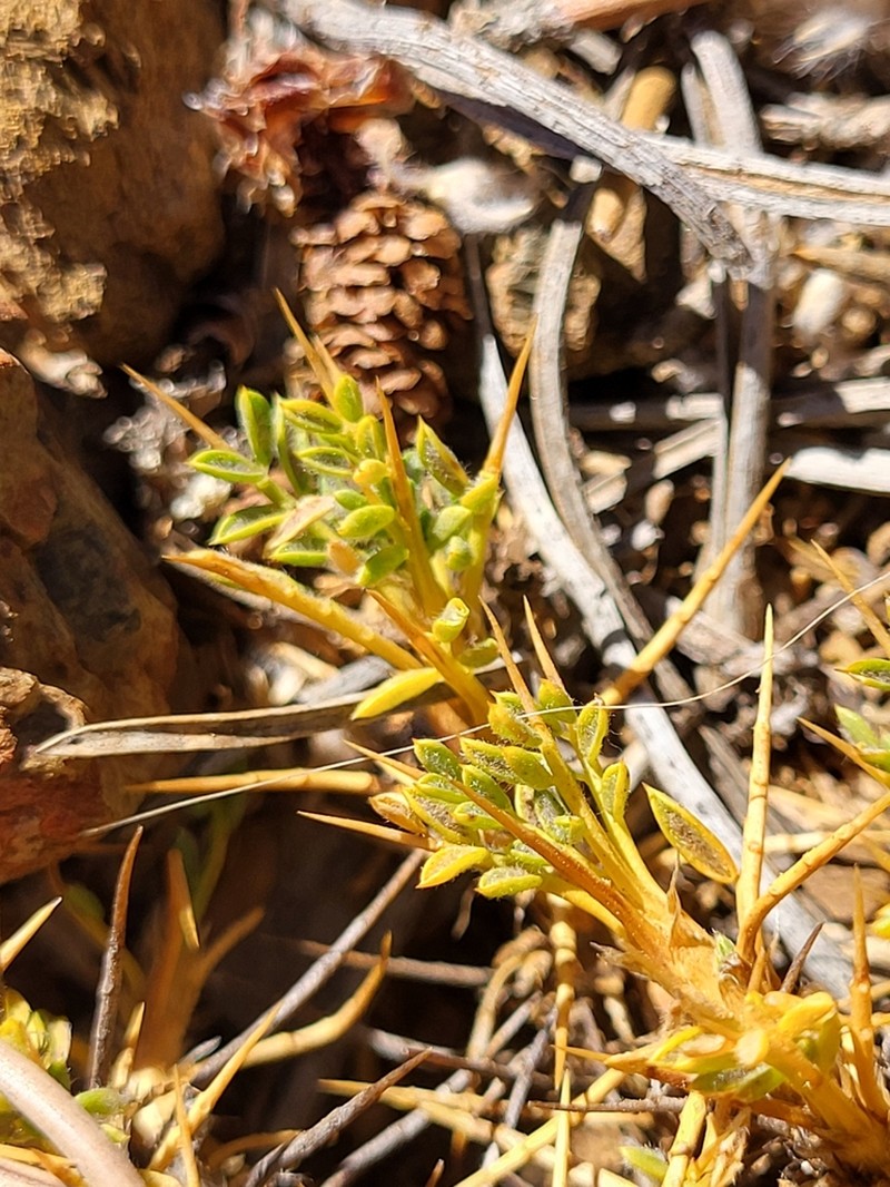 Astragalus echinus photo 6