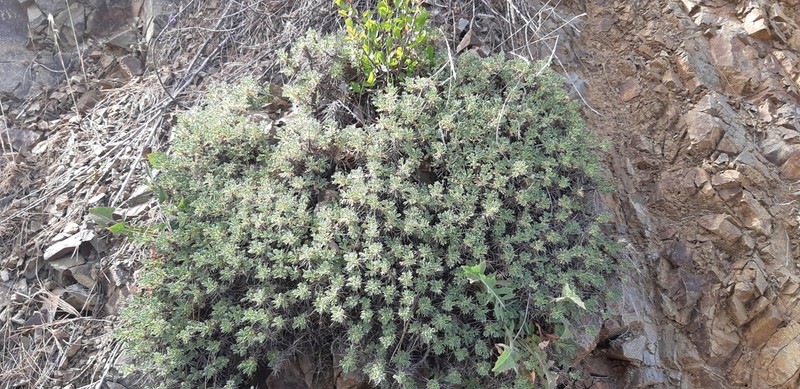 Astragalus echinus photo 7