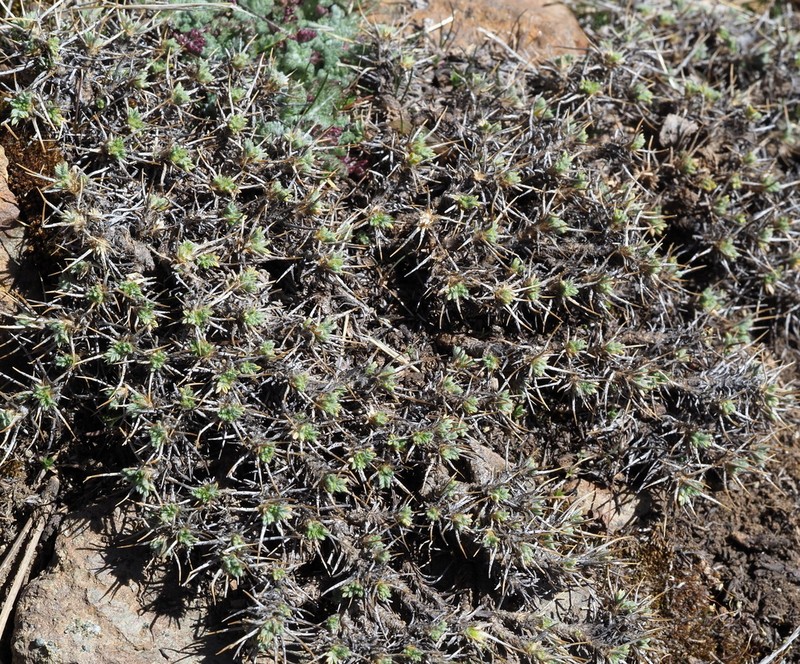 Astragalus echinus photo 8