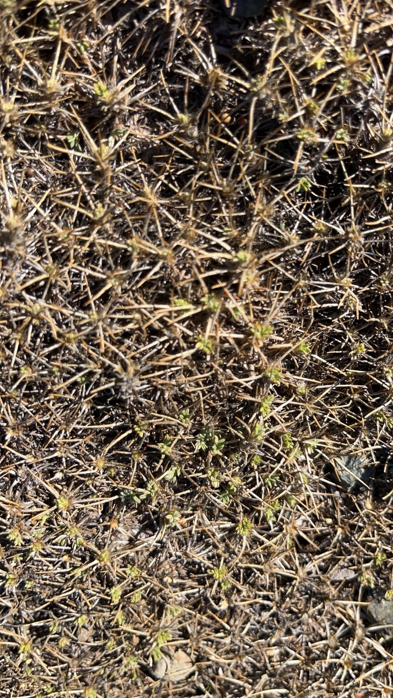 Astragalus echinus subsp. chionistrae