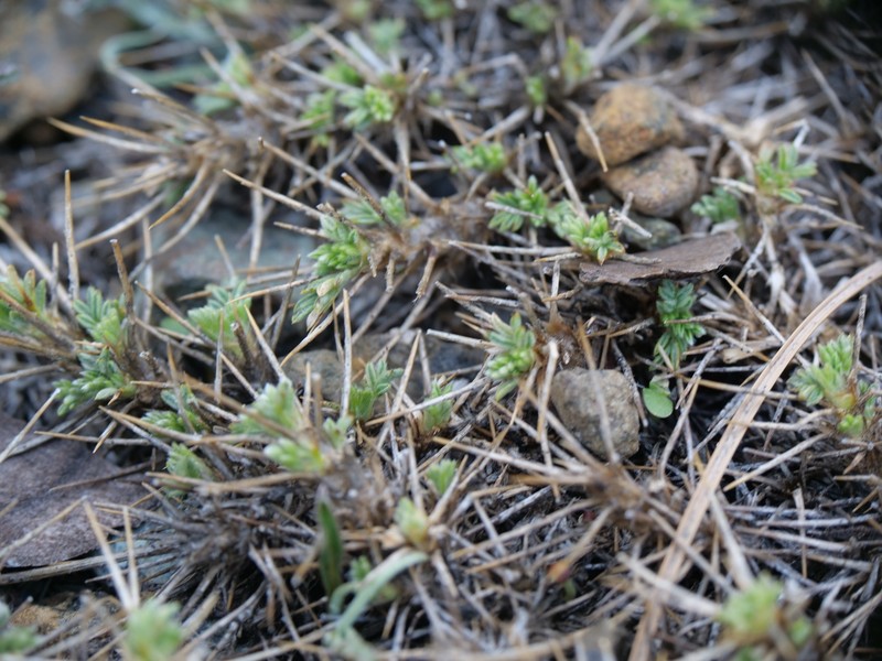 Astragalus echinus subsp. chionistrae photo 2
