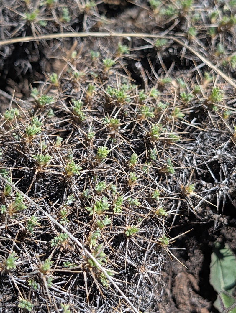 Astragalus echinus subsp. chionistrae photo 3