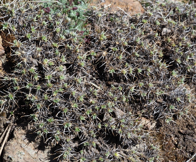 Astragalus echinus subsp. chionistrae photo 4