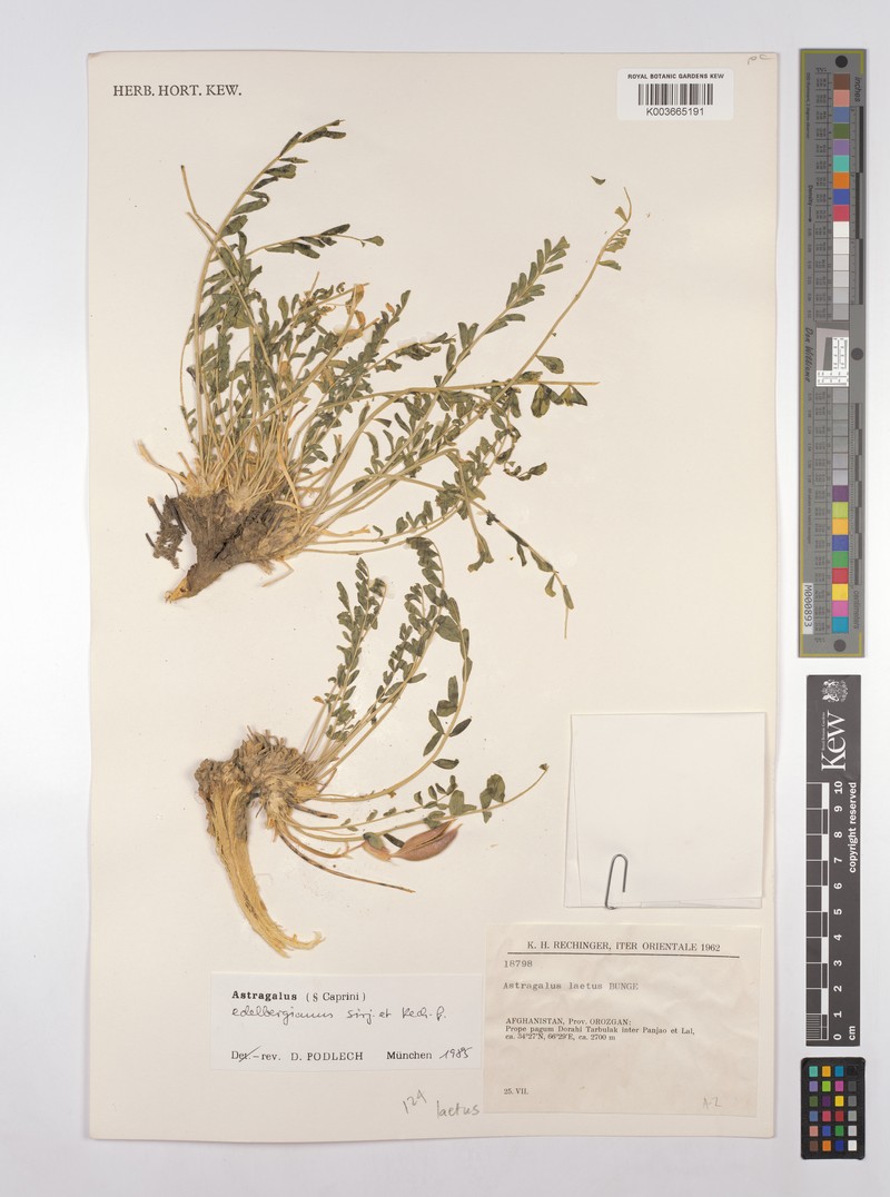 Astragalus edelbergianus