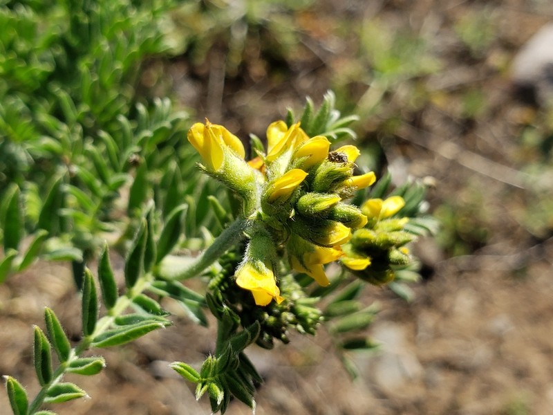 Astragalus edmonstonei