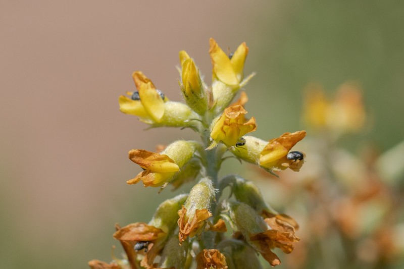 Astragalus edmonstonei photo 2