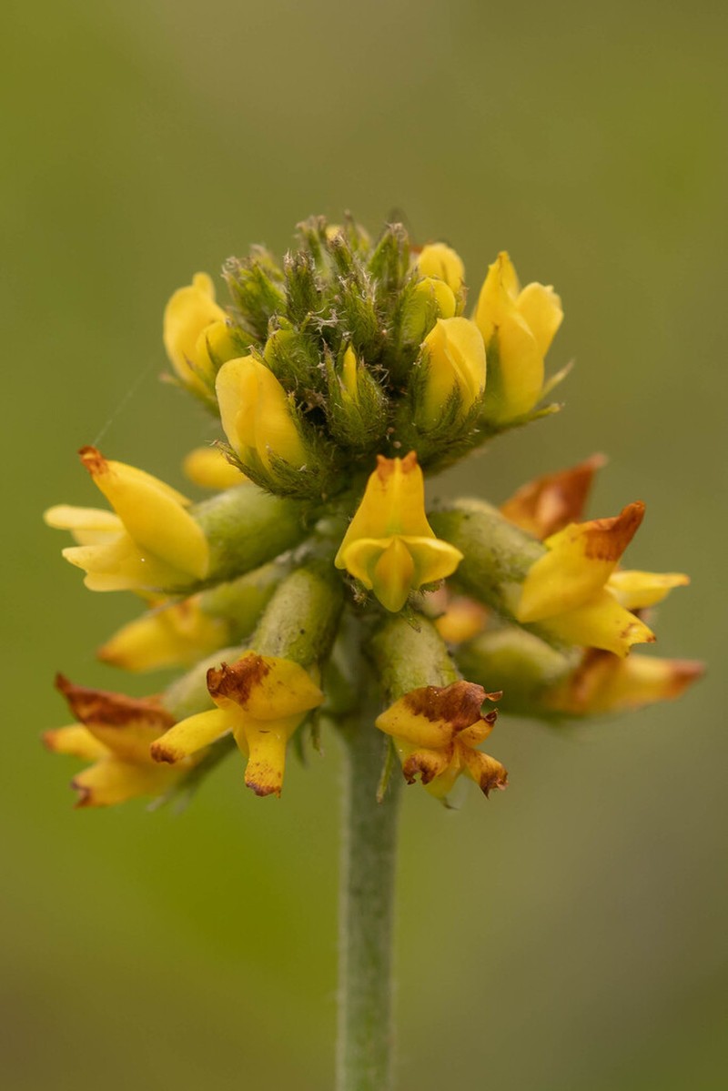 Astragalus edmonstonei photo 3