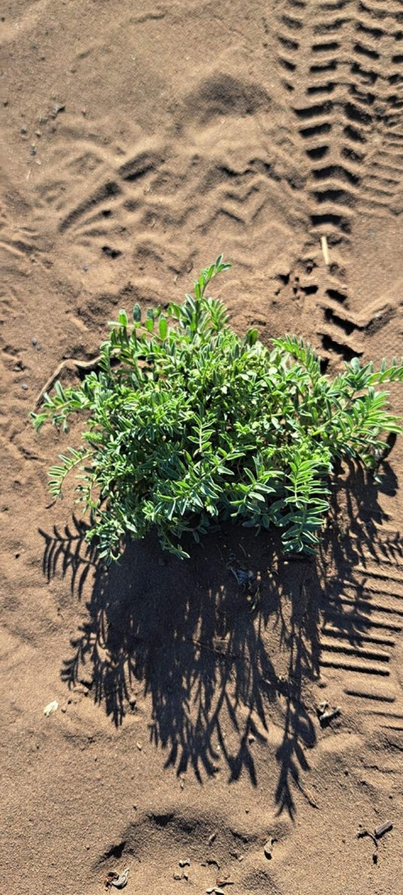 Astragalus edmonstonei photo 4