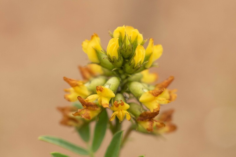Astragalus edmonstonei photo 5