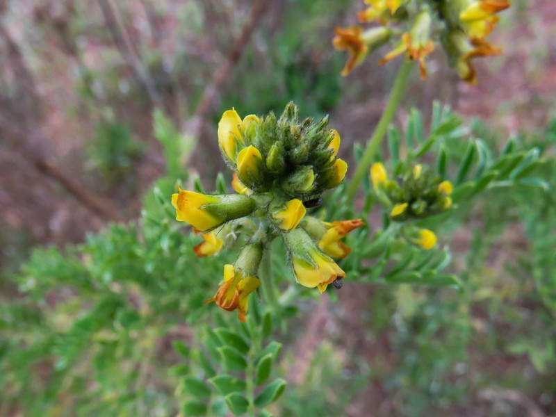 Astragalus edmonstonei photo 6