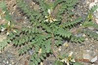 Milkvetch