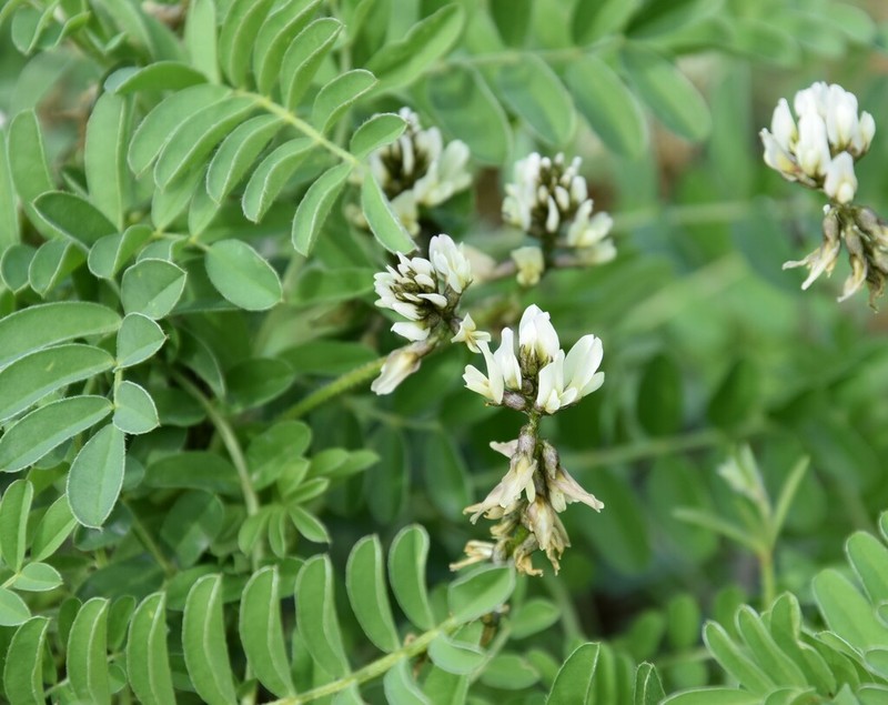 Milkvetch photo 2
