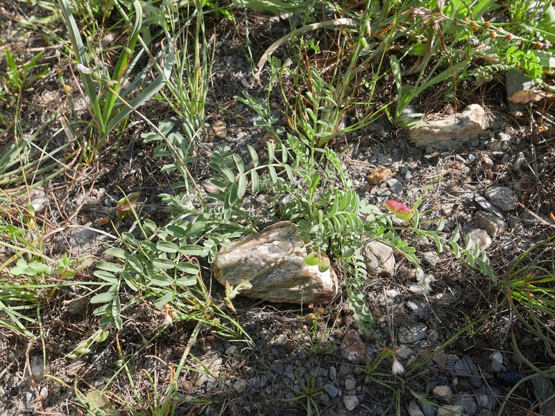 Milkvetch photo 3