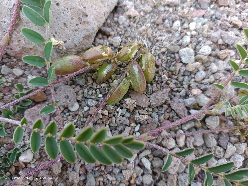 Milkvetch photo 4