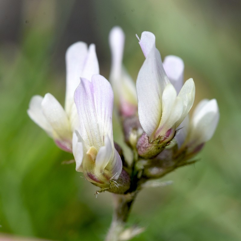 Milkvetch photo 5