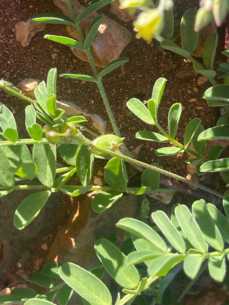 Milkvetch photo 6