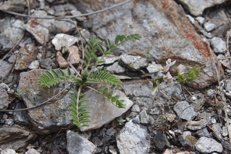 Milkvetch photo 7