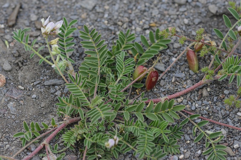 Milkvetch photo 8