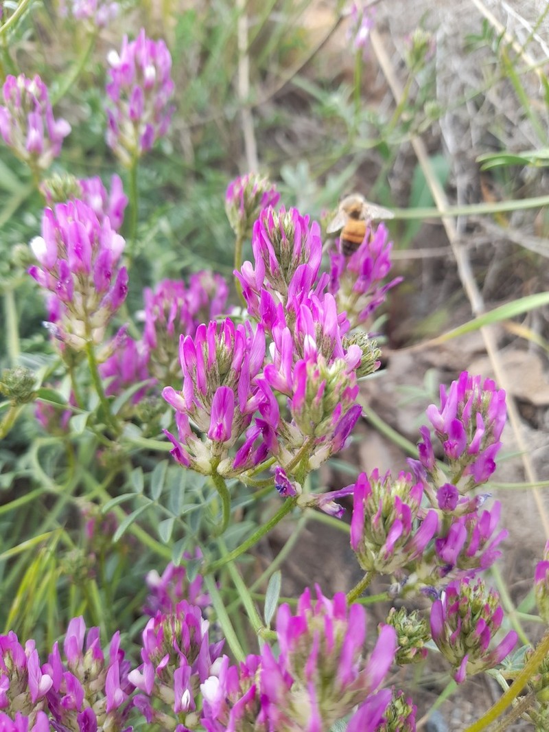 Astragalus effusus