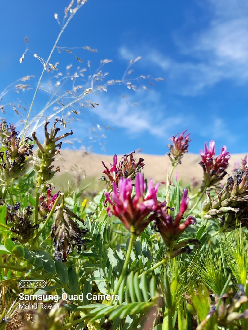 Astragalus effusus photo 2