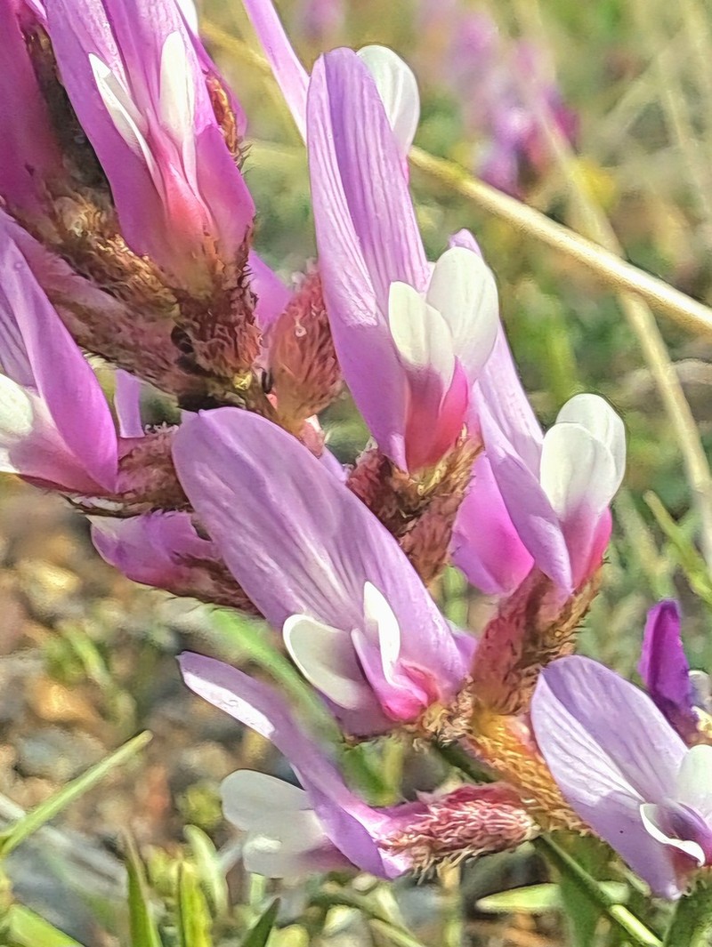 Astragalus effusus photo 3