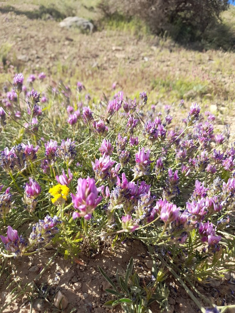Astragalus effusus photo 4