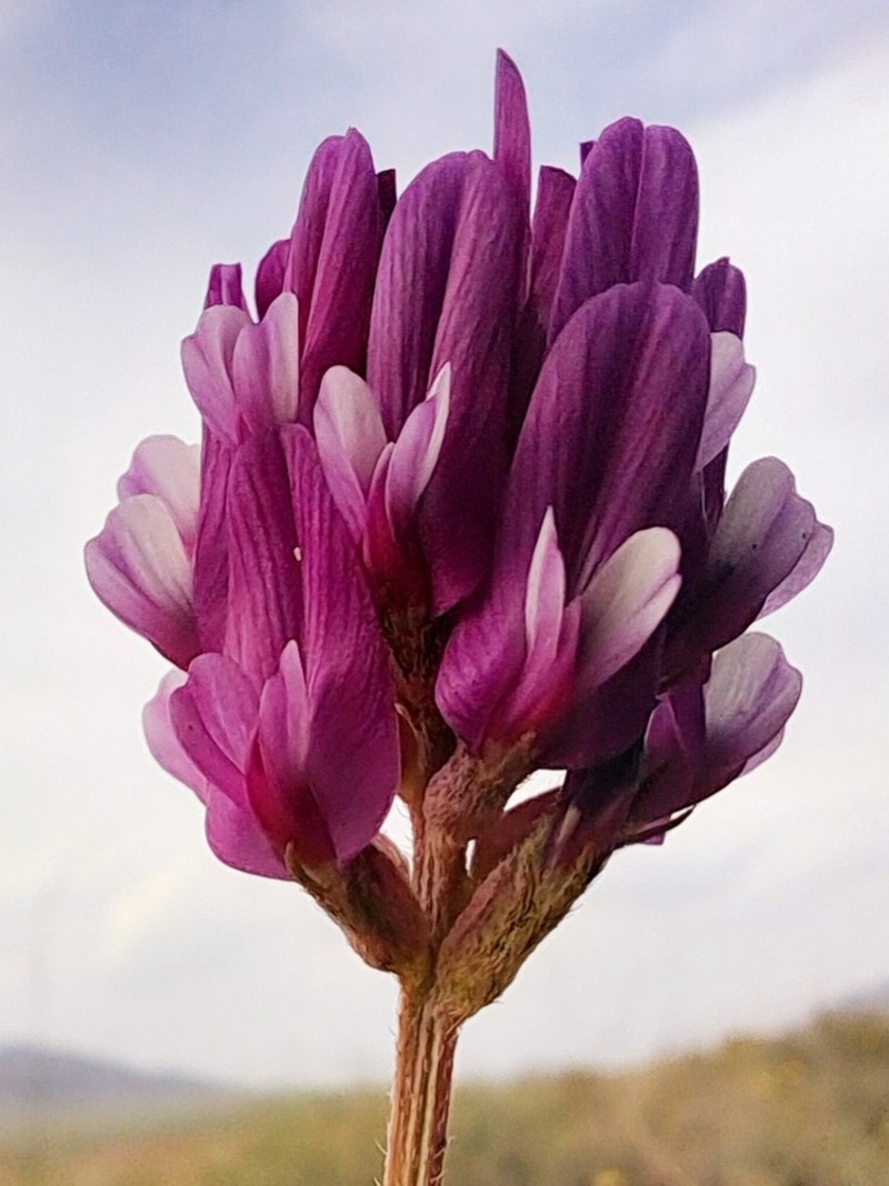 Astragalus effusus photo 5