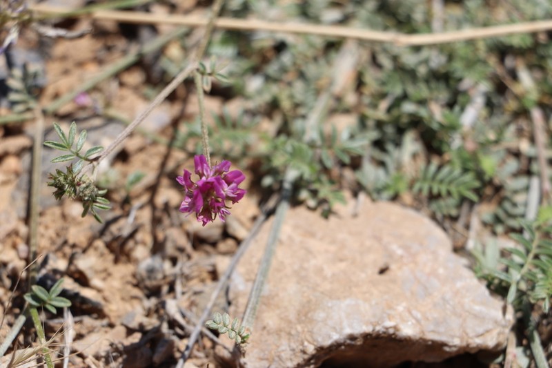 Astragalus effusus photo 6
