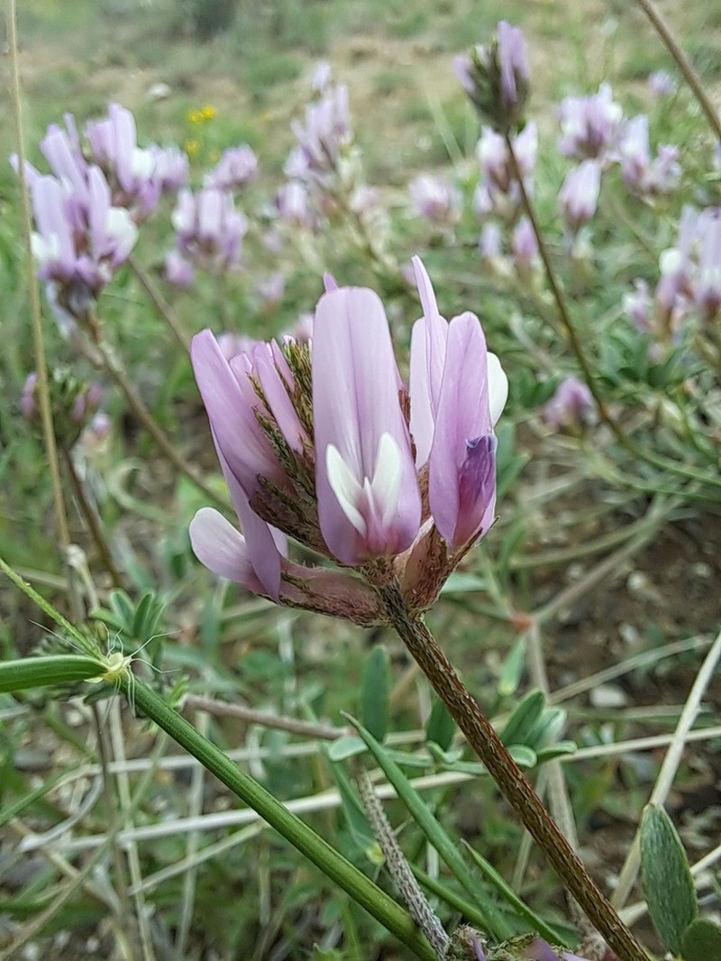 Astragalus effusus photo 7