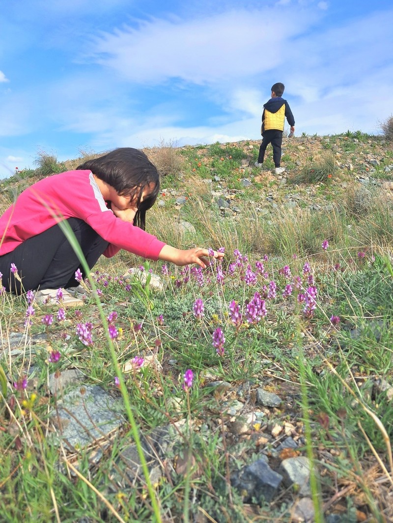 Astragalus effusus photo 8