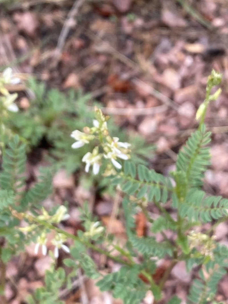Eggleston's Milkvetch