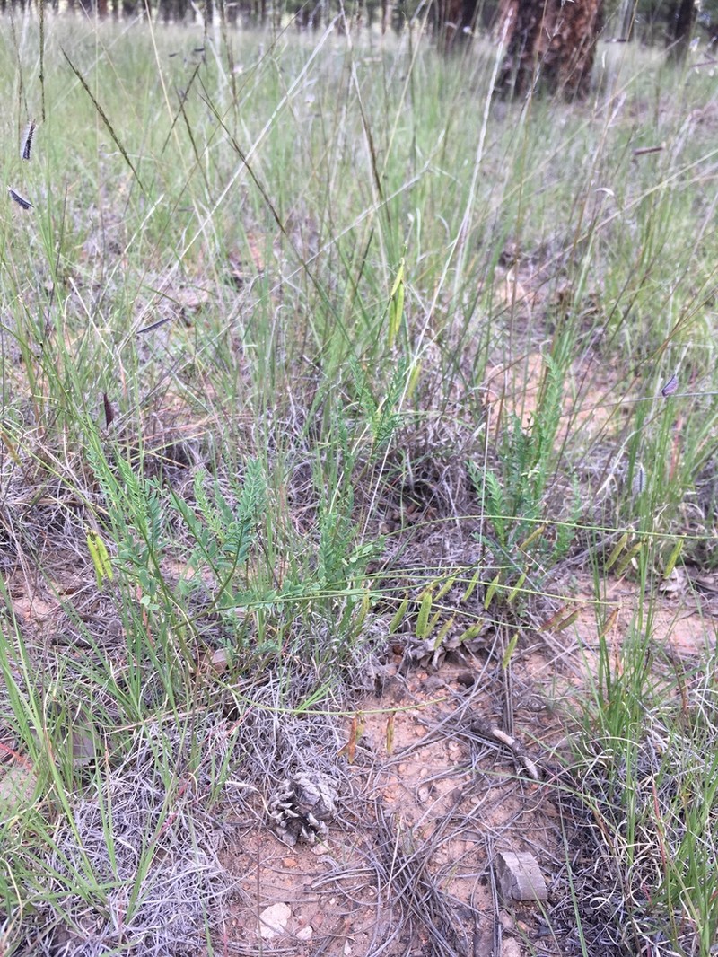 Eggleston's Milkvetch photo 2