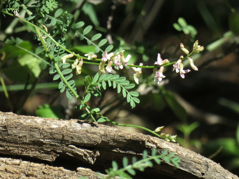 Eggleston's Milkvetch photo 3