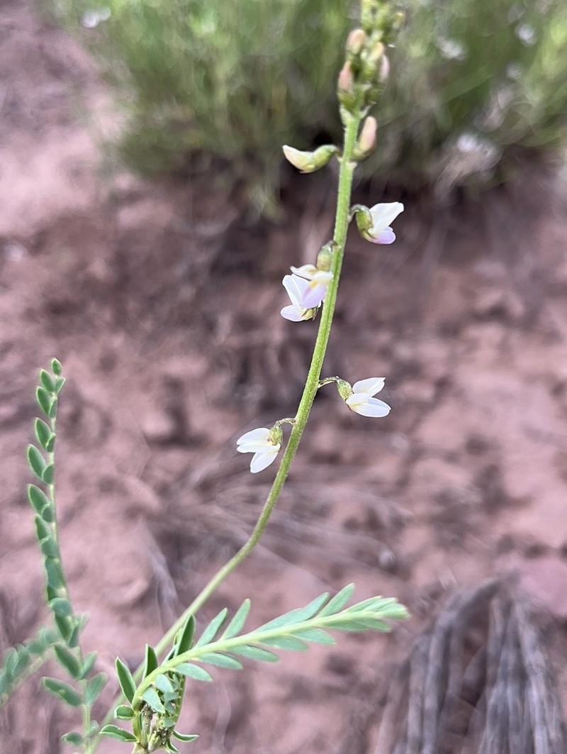 Eggleston's Milkvetch photo 4