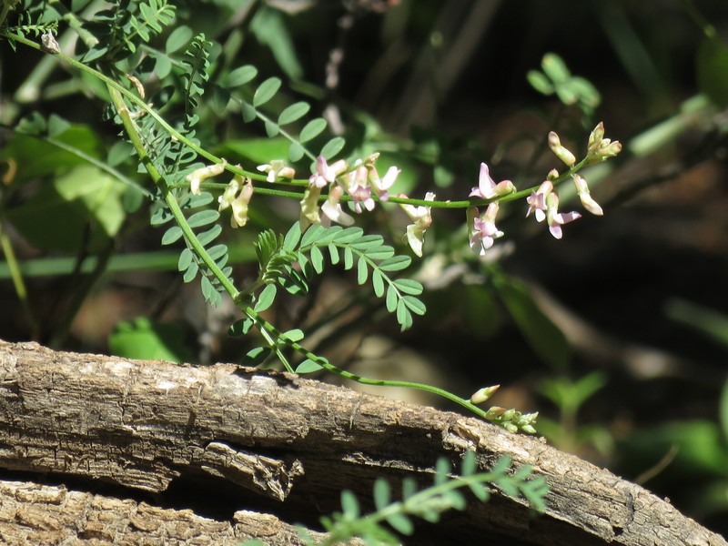 Eggleston's Milkvetch photo 6